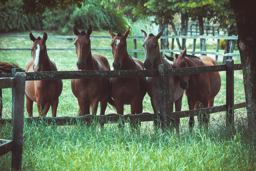 Caring for Horses on the Ranch